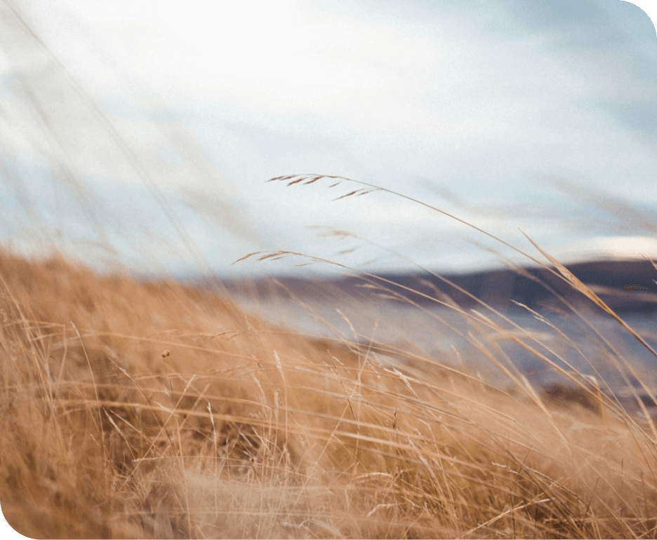 Field